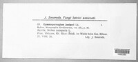 Gymnosporangium clavariiforme image